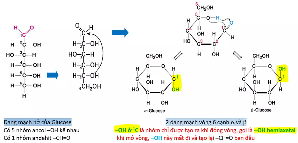 Cấu trúc của đường Glucose