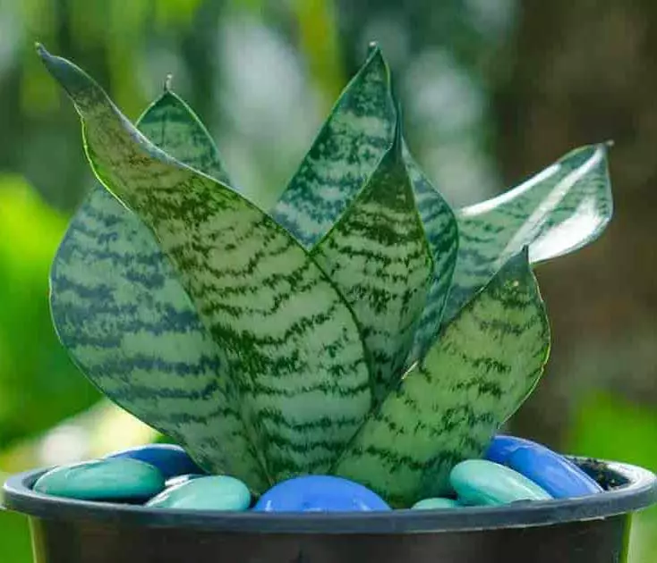 Cây lưỡi hổ xanh là loại cây dễ trồng và dễ chăm sóc